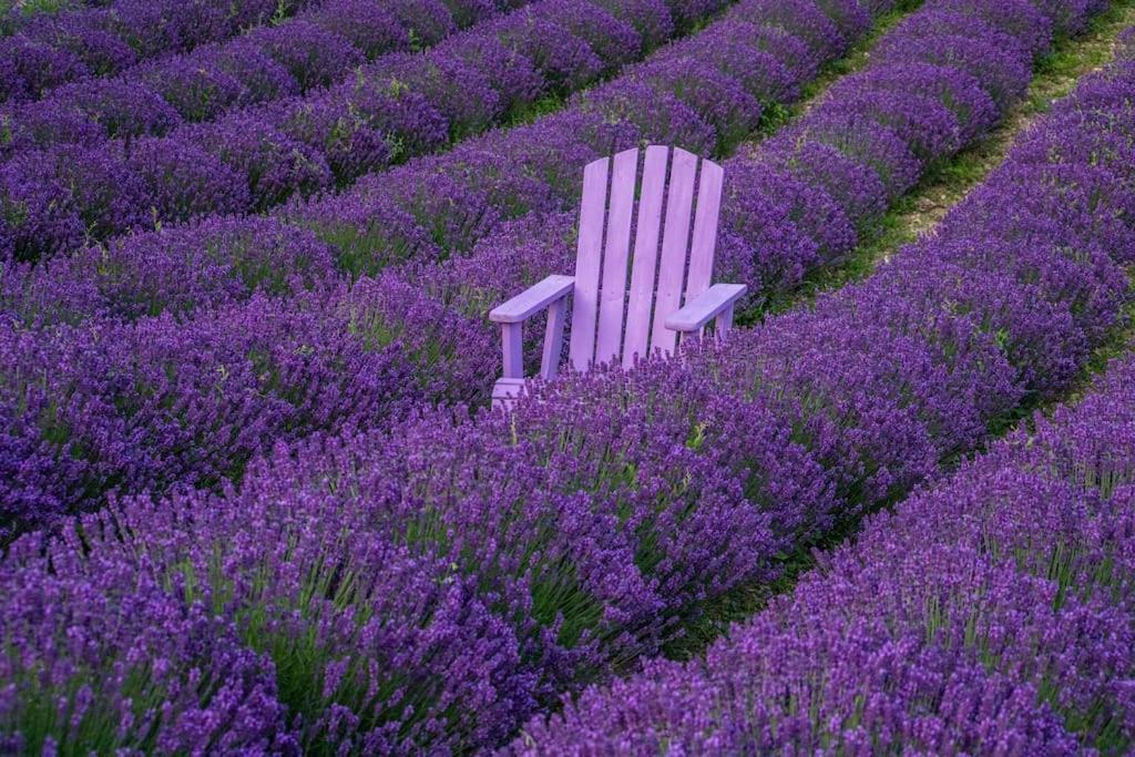 La Casa Della Lavanda Borgo Adorno 外观 照片
