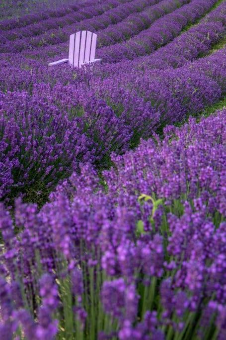 La Casa Della Lavanda Borgo Adorno 外观 照片